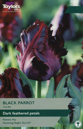 TULIP BLACK PARROT