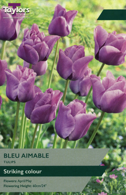 TULIP BLEU AIMABLE