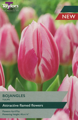 TULIP BOJANGLES