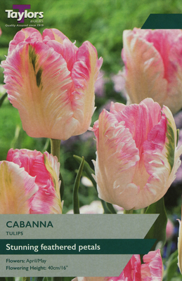 TULIP CABANNA