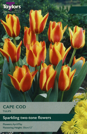 TULIP CAPE COD