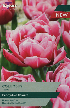 TULIP COLUMBUS