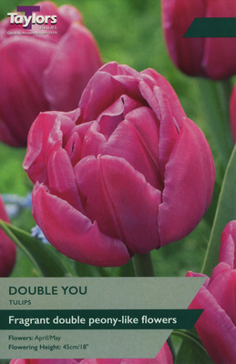 TULIP DOUBLE YOU