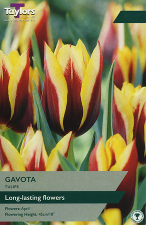 TULIP GAVOTA