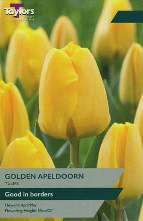 TULIP GOLDEN APELDOORN