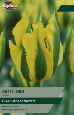 TULIP GREEN MILE