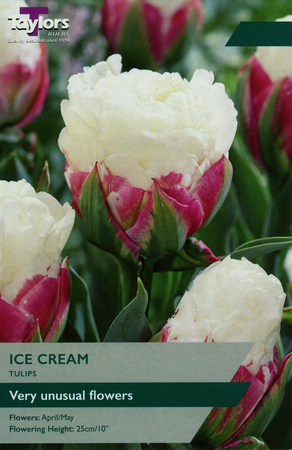 TULIP ICE CREAM