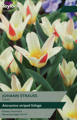 TULIP JOHANN STRAUSS