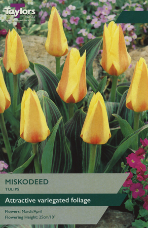 TULIP MISKODEED