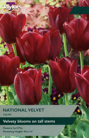 TULIP NATIONAL VELVET