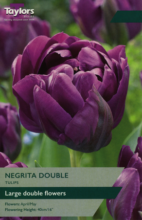 TULIP NEGRITA DOUBLE