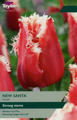 TULIP NEW SANTA