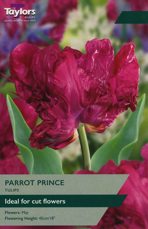 TULIP PARROT PRINCE