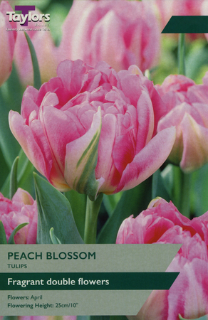 TULIP PEACH BLOSSOM