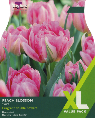 TULIP PEACH BLOSSOM