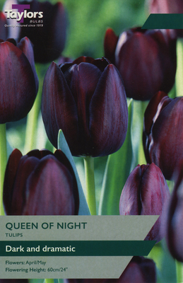 TULIP QUEEN OF NIGHT