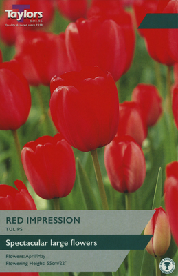 TULIP RED IMPRESSION