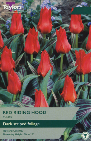 TULIP RED RIDING HOOD