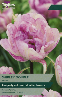 TULIP SHIRLEY DOUBLE