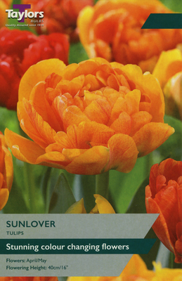 TULIP SUNLOVER