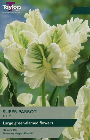 TULIP SUPER PARROT