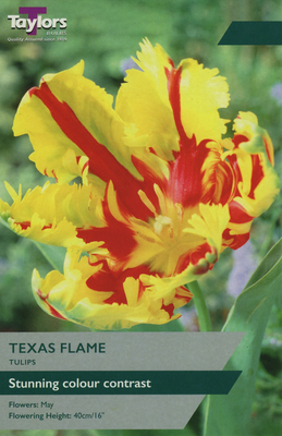 TULIP TEXAS FLAME