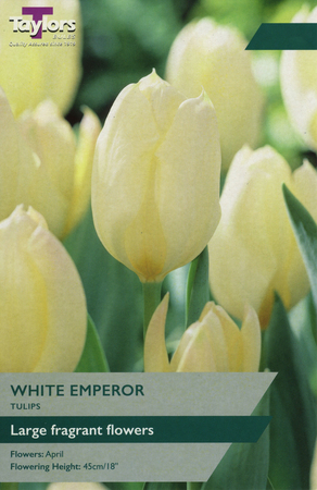 TULIP WHITE EMPEROR