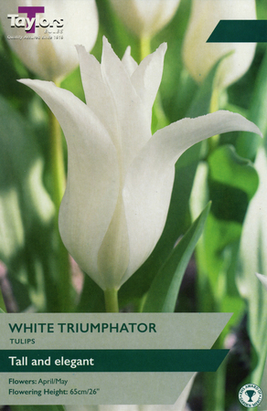 TULIP WHITE TRIUMPHATOR